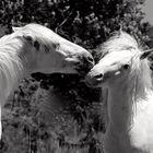 Le bisou camarguais