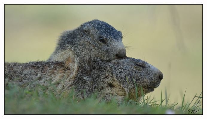 Le bisou de la St Valentin