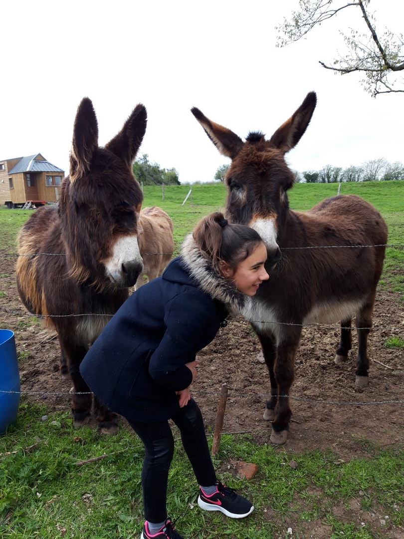 Le bisou des ânes !