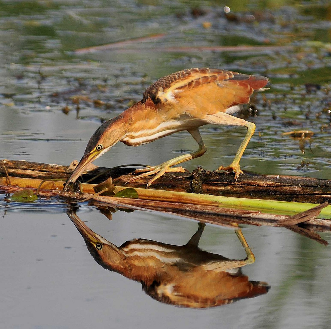 Ile Bizard Photo Et Image Animaux Animaux Sauvages Oiseaux Images Fotocommunity Ile Bizard Photo Et Image Animaux Animaux Sauvages Oiseaux Images Fotocommunity