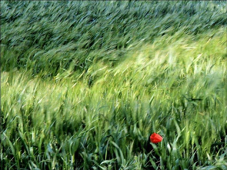 Le blé en herbe