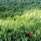 Le blé en herbe