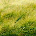 Le blé en herbe. 