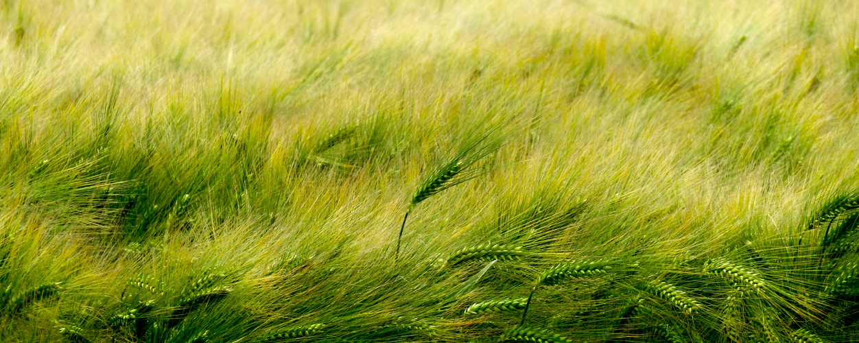 Le blé en herbe. 