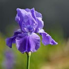 Le bleu ... au jardin 