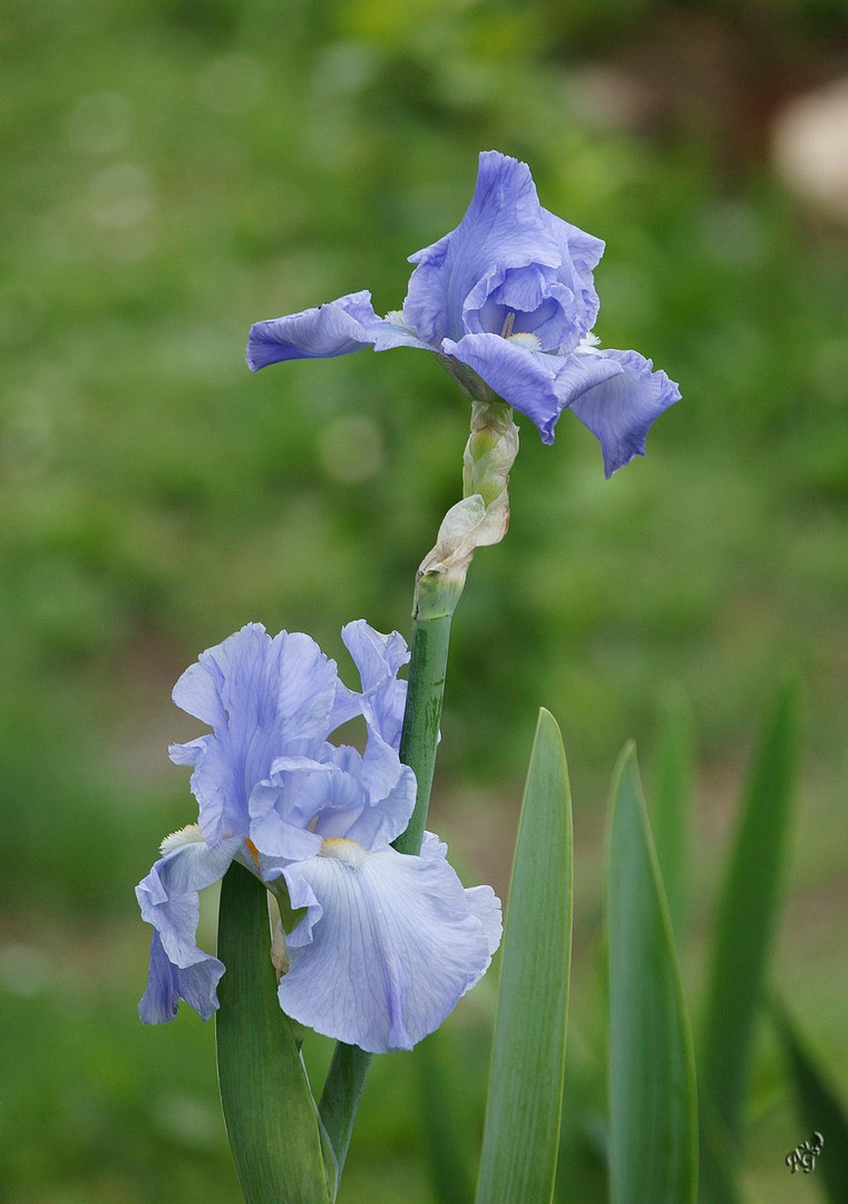 Le bleu de l'été .....