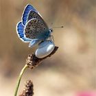 Le bleu de l'été