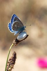 Le bleu de l'été