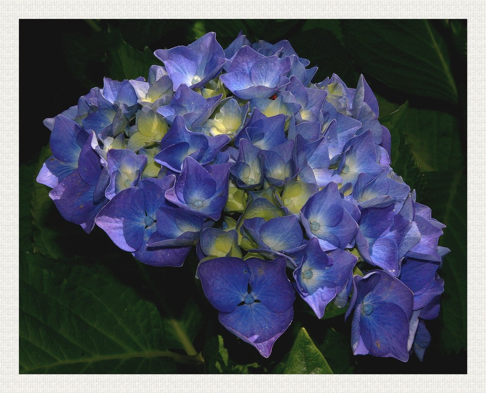 " Le bleu de l'hortensia breton "