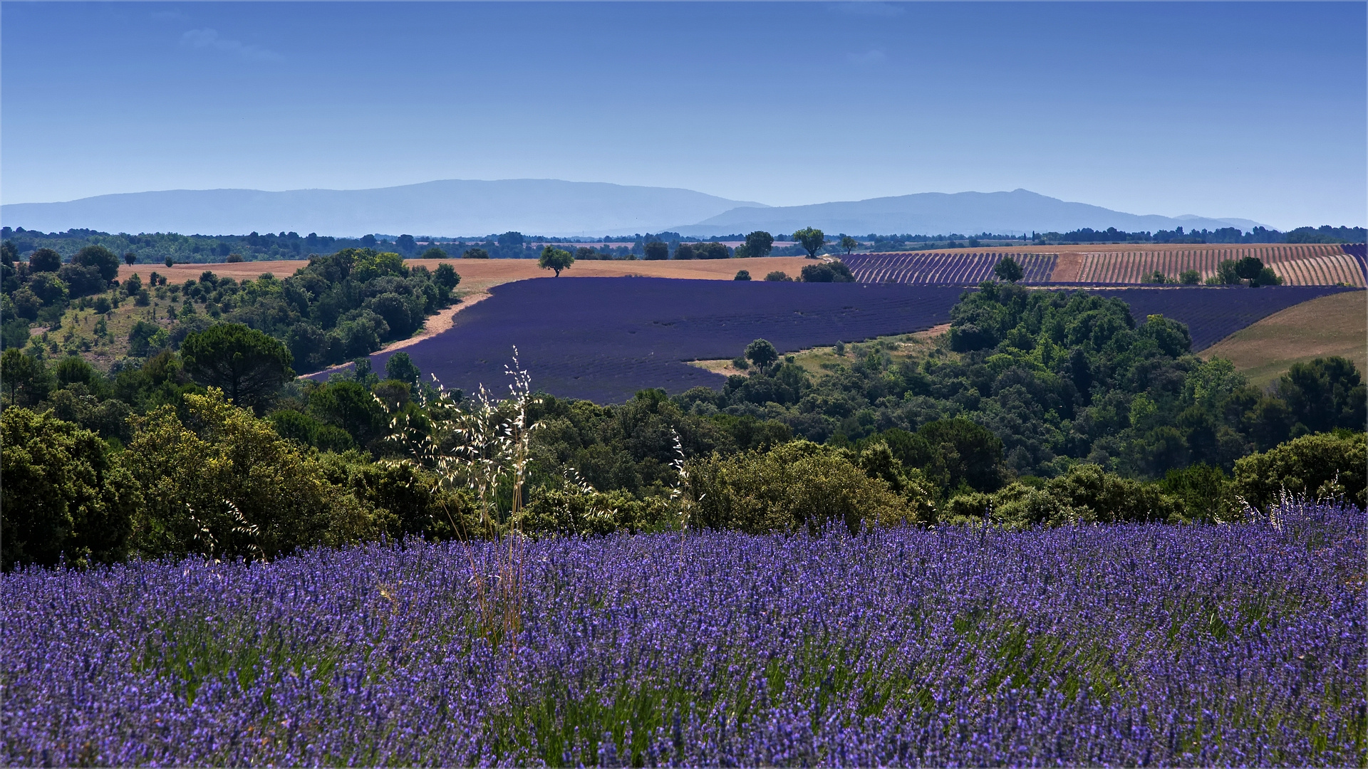 Le bleu de Provence