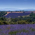 Le bleu de Provence