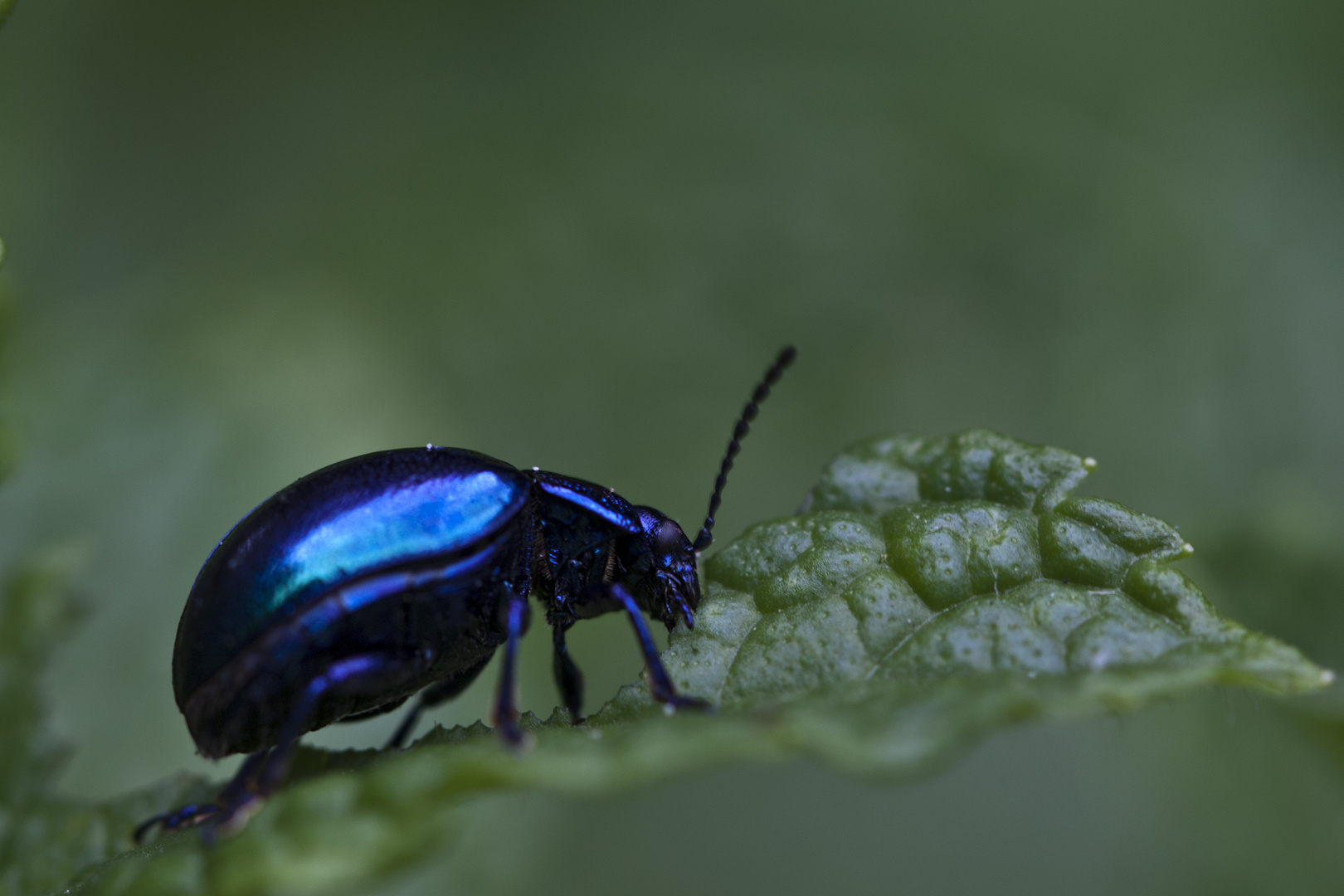 Le Bleu deux (Minzkäfer 2)