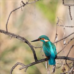 Le bleu du Roi de la rivière 