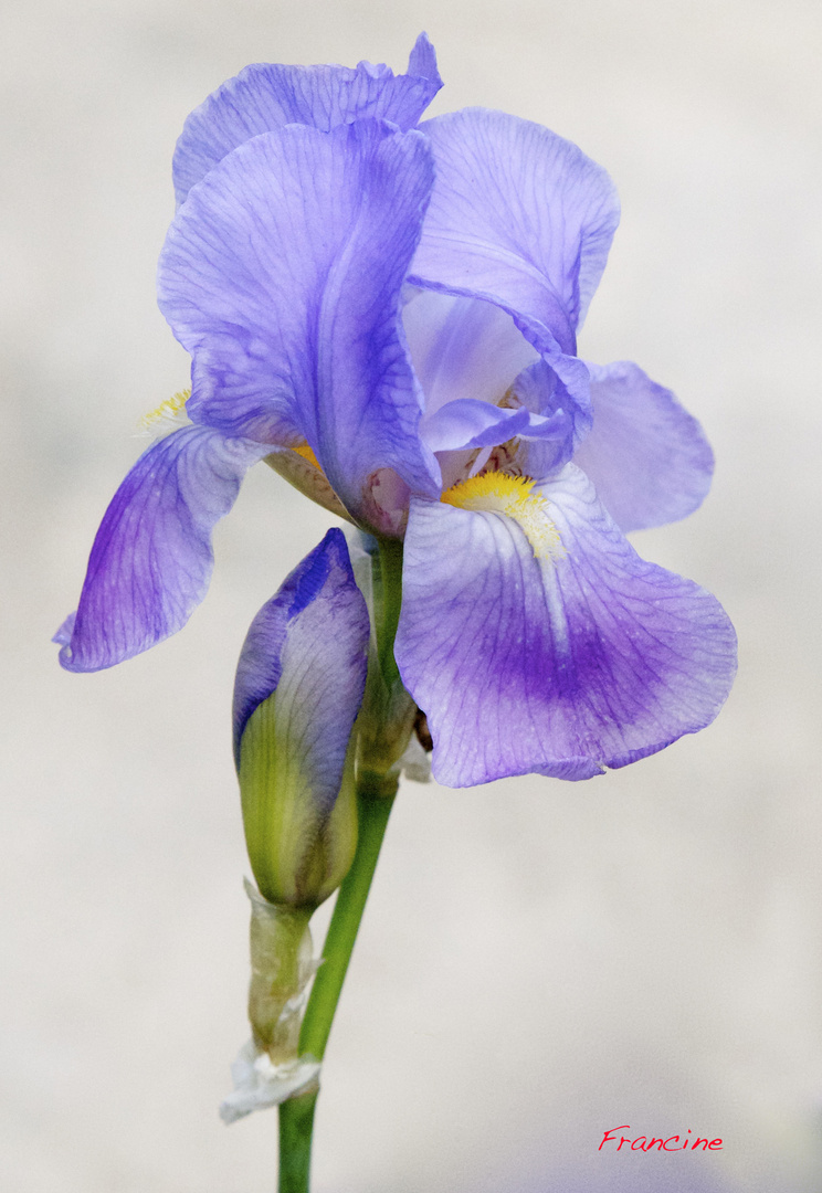 Le bleu est partout, la mer, le ciel et l'iris bleu dans mon jardin ...