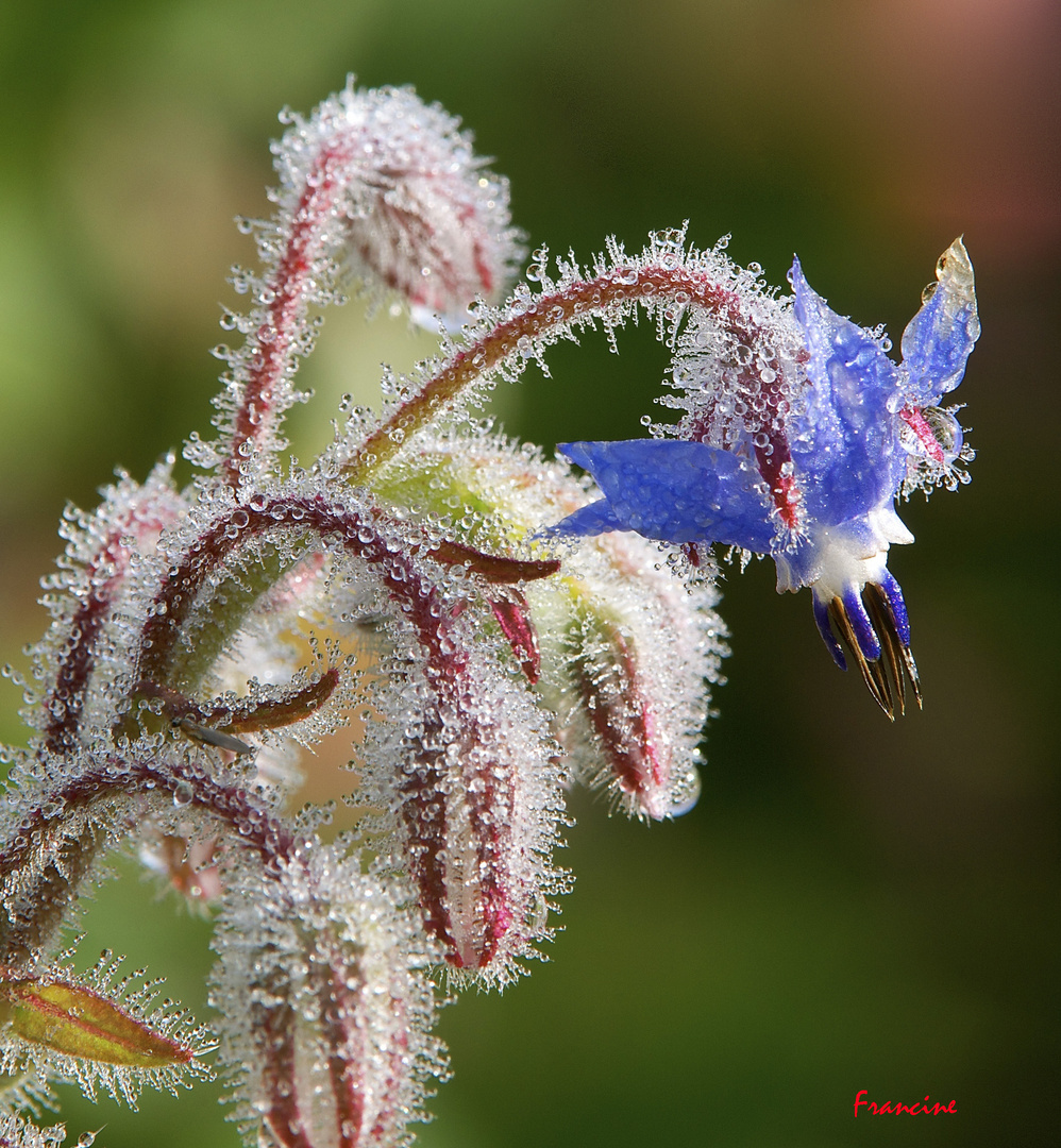 Le bleu intense de la fleur de bourrache ... (2)