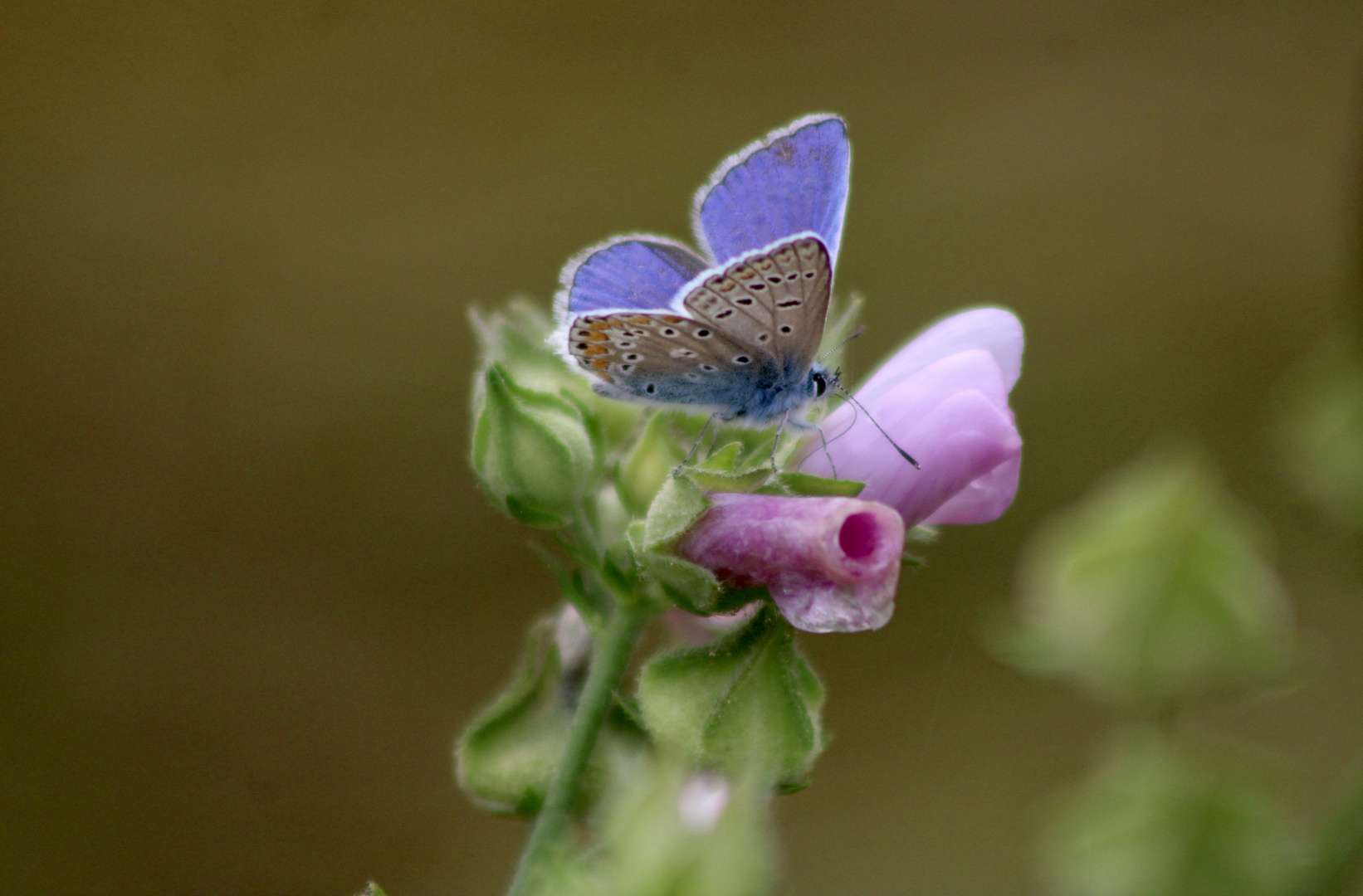 ...le bleu sur la mauve !!!...