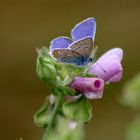 ...le bleu sur la mauve !!!...