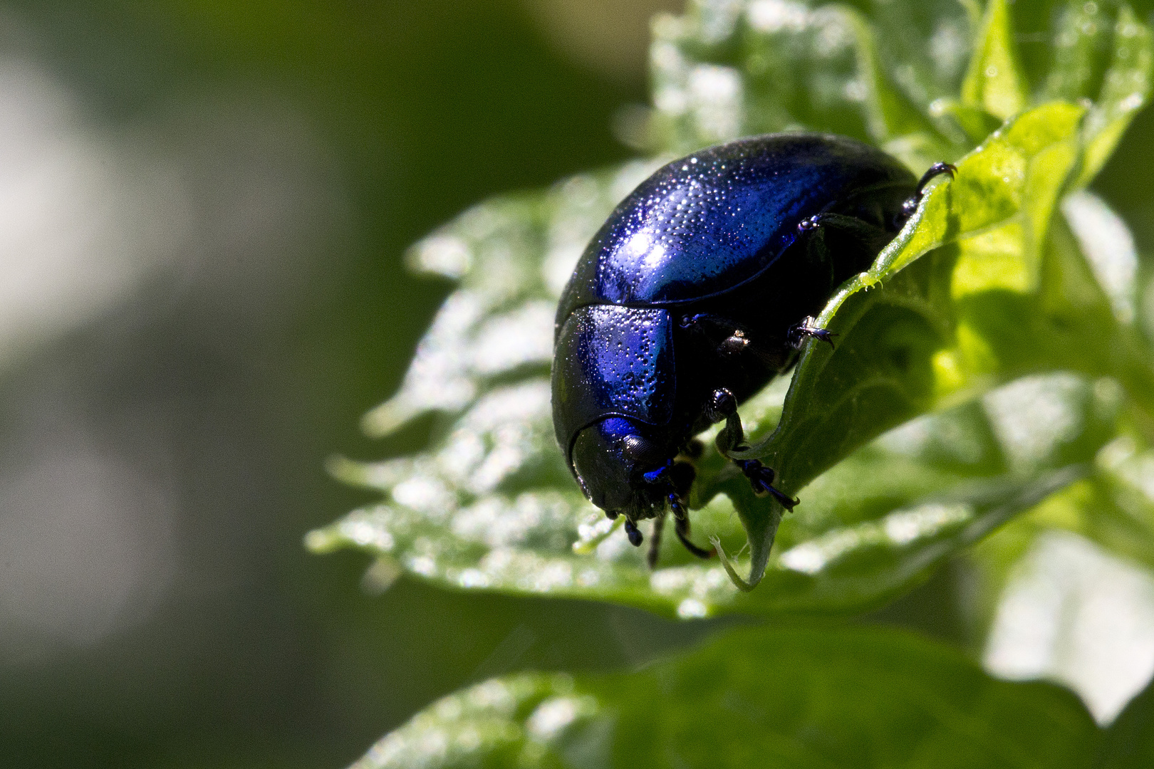 Le Bleu trois (Minzkäfer 3)