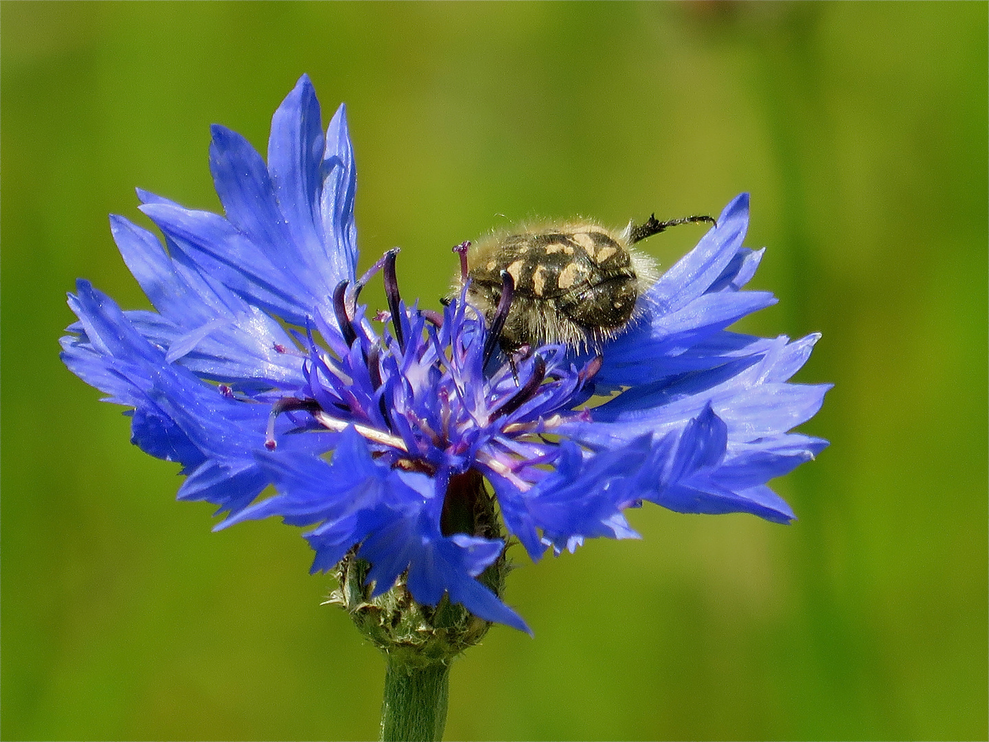 ... le bleuet avec ??? ...