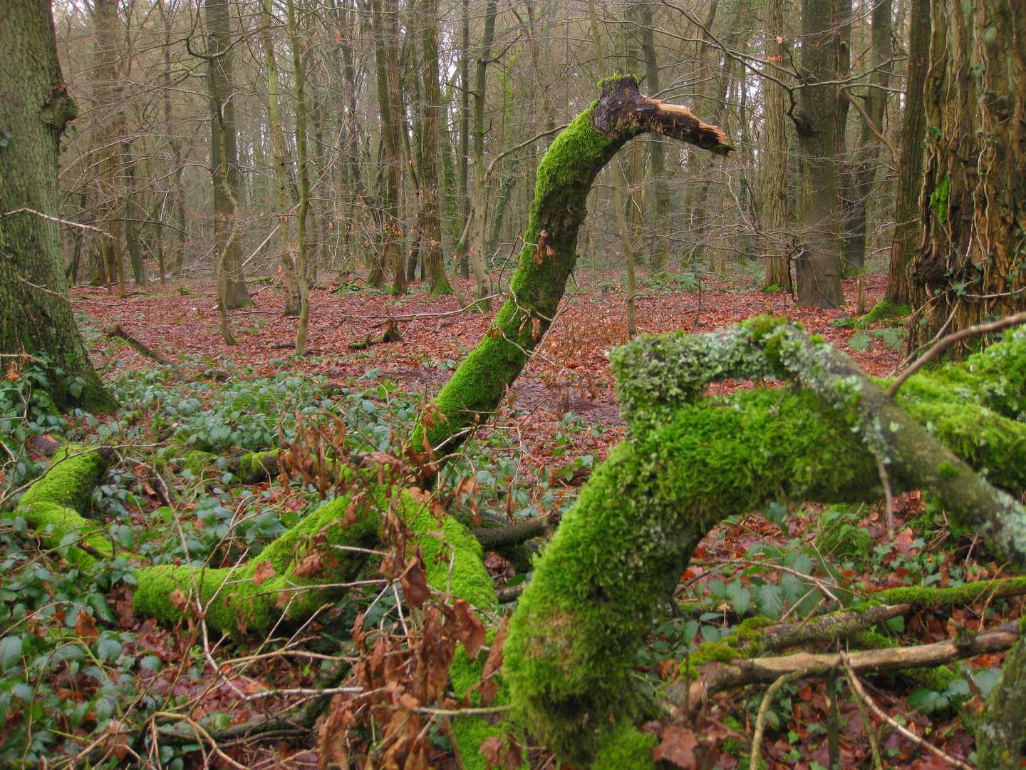 le boa du bois de la Vecquée