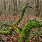 le boa du bois de la Vecquée