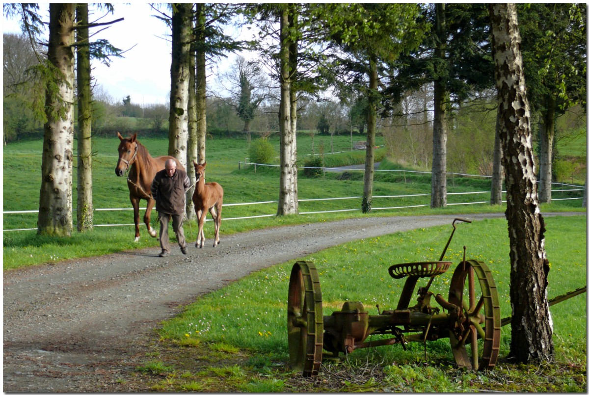 Le Bocage et le cheval