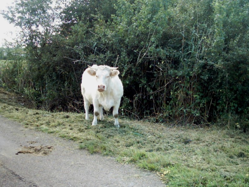 LE BOEUF BLANC