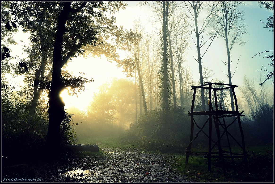 Le bois au petit matin...