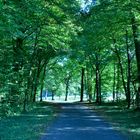 le "bois de chênes" à Roche les Clerval