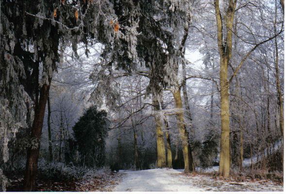 Le bois de Montgé