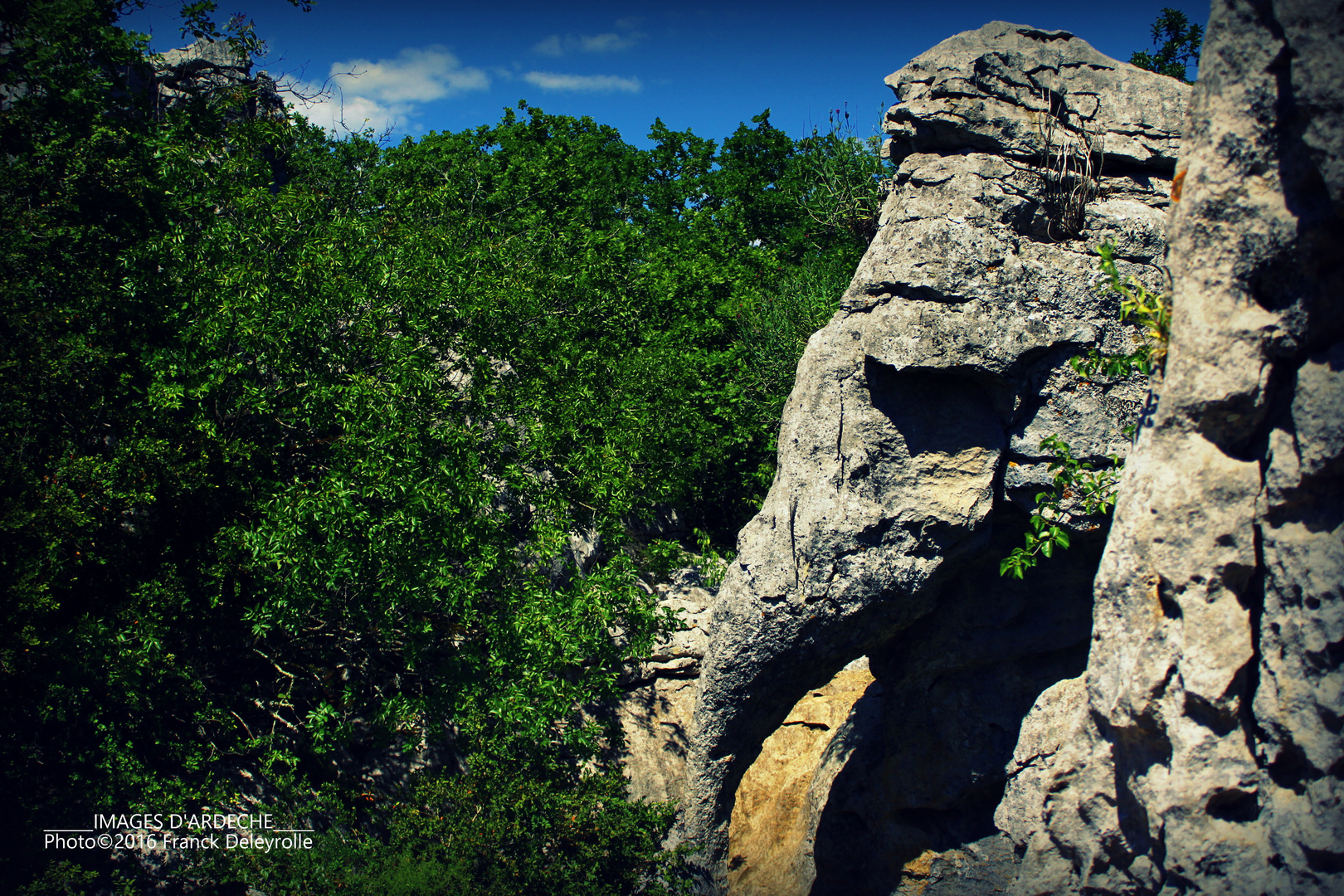 Le bois de Païolive (l'éléphant, Ardèche)