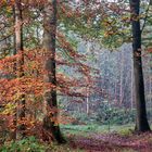 Le bois de Rouville(60) a recouvert ses couleurs d'automne