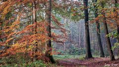 Le bois de Rouville(60) a recouvert ses couleurs d'automne