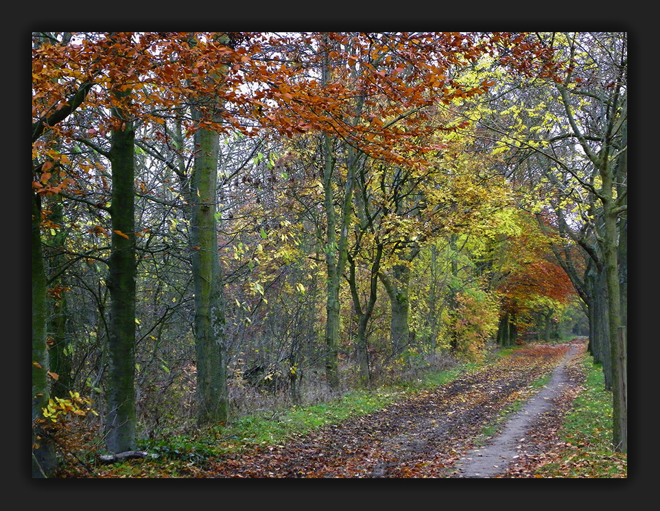 Le bois de Vincennes