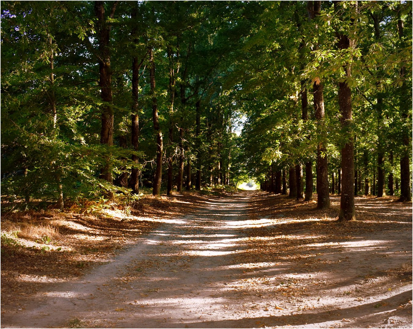 le bois des rochers