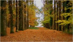 le bois des rochers