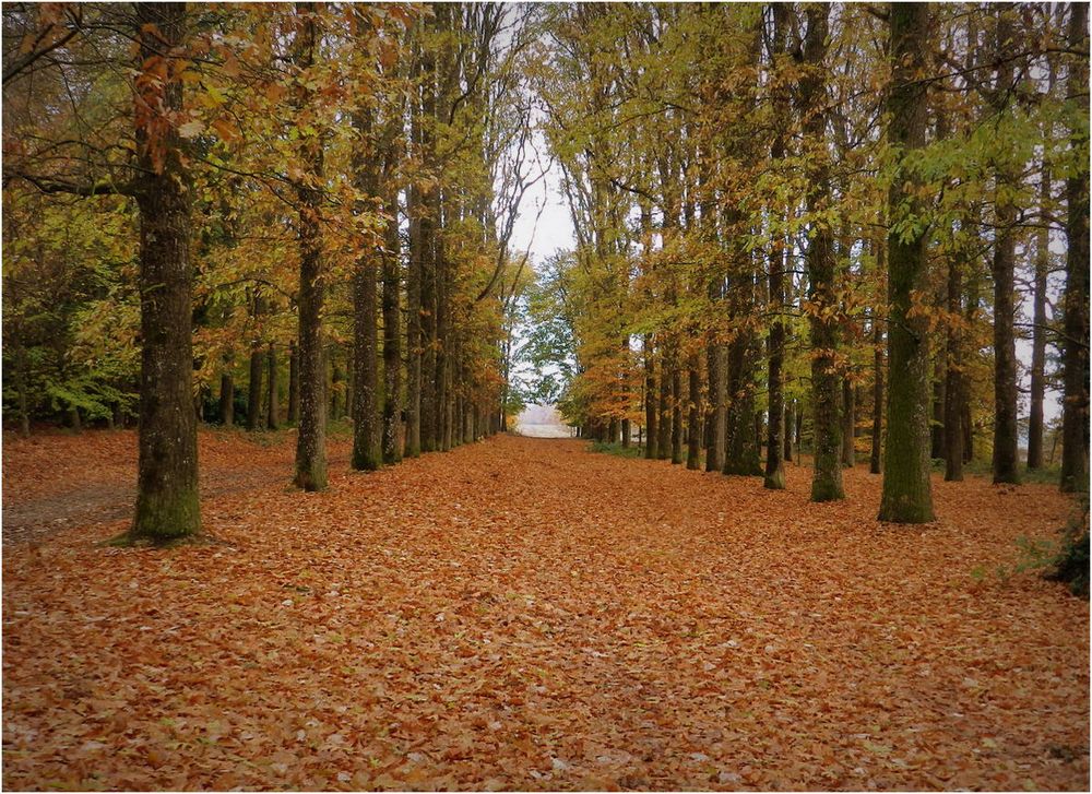 le bois des rochers