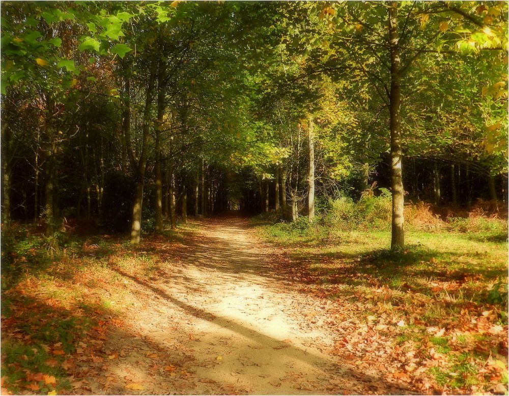 le bois des rochers