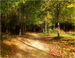 le bois des rochers