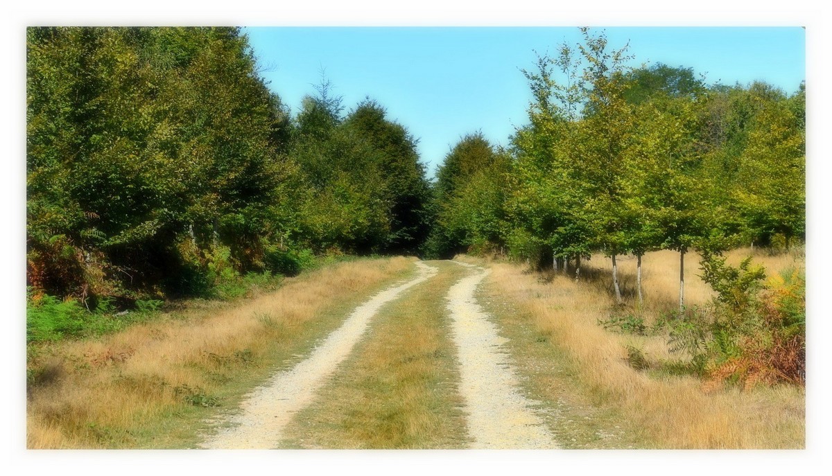 le bois des rochers