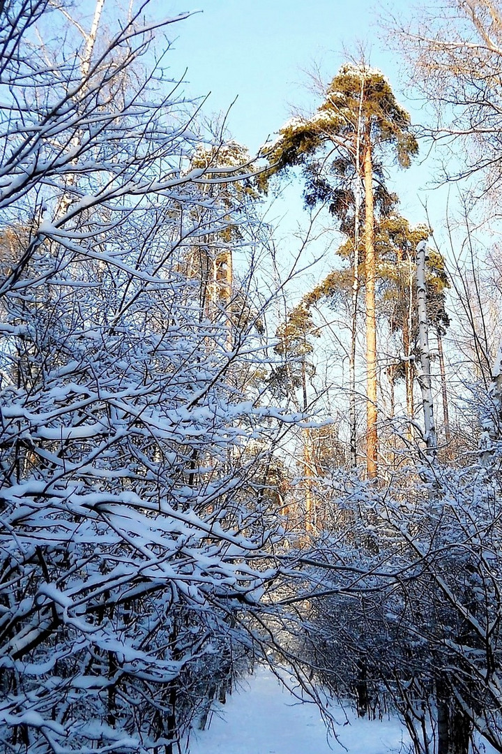 Le bois d'hiver