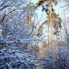 Le bois d'hiver