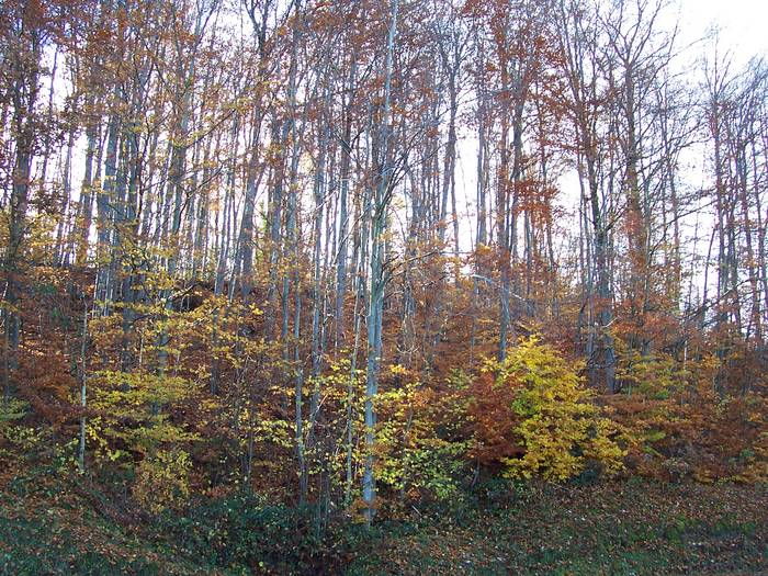 Le bois en Automne