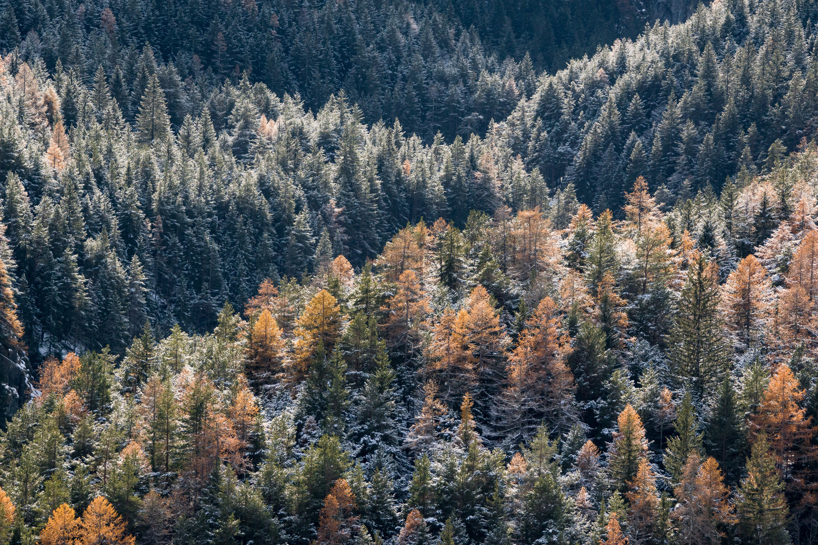 Le bois en automne