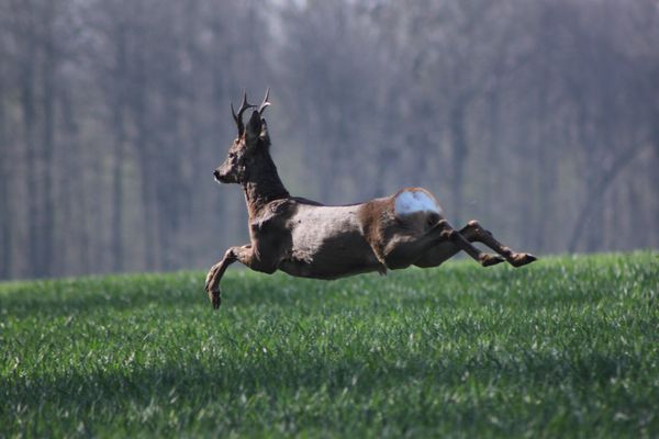 Le bond du chevreuil