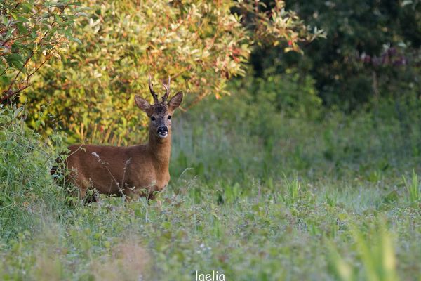 le bonheur as 5h 30 de te voir monsieur BROCARD