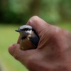 Le bonheur de sauver un petit être (2)