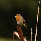 Le bonheur d'entendre son chant