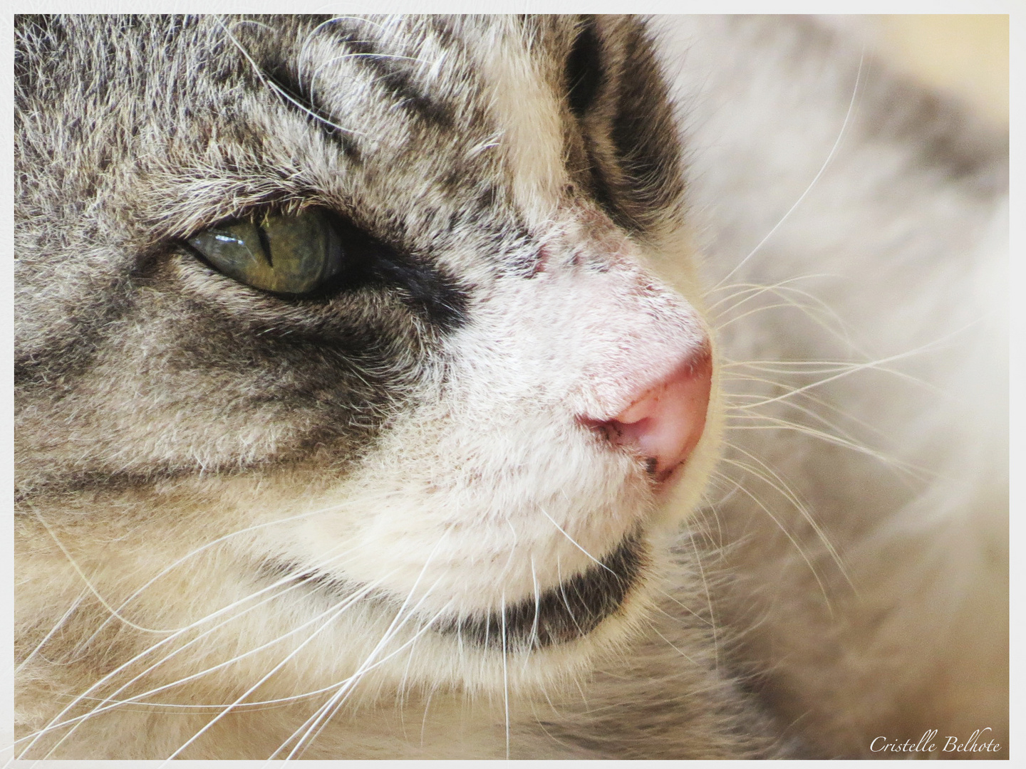 Le bonheur d'être chat...