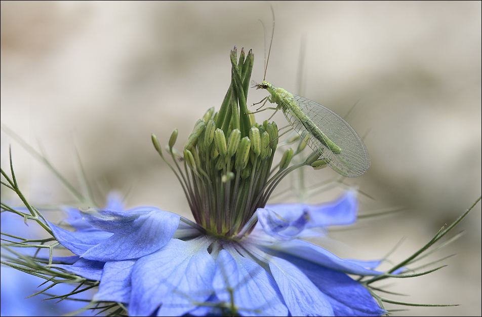 Le bonheur du jardin